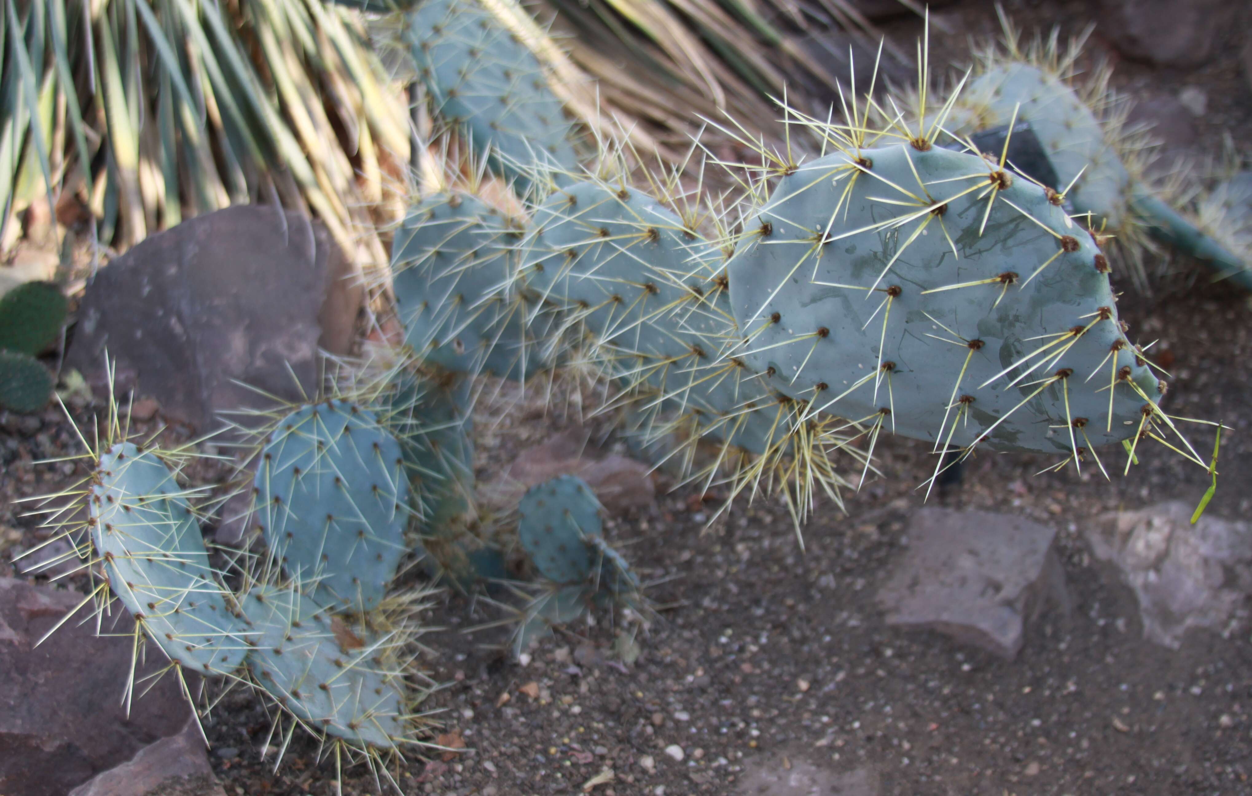 Image of Blue-leaf Cactus