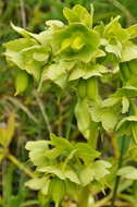 Image of Stinking Hellebore