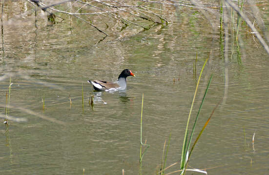 Image of Common Moorhen