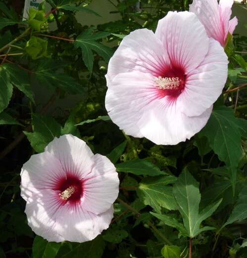 Image of crimsoneyed rosemallow