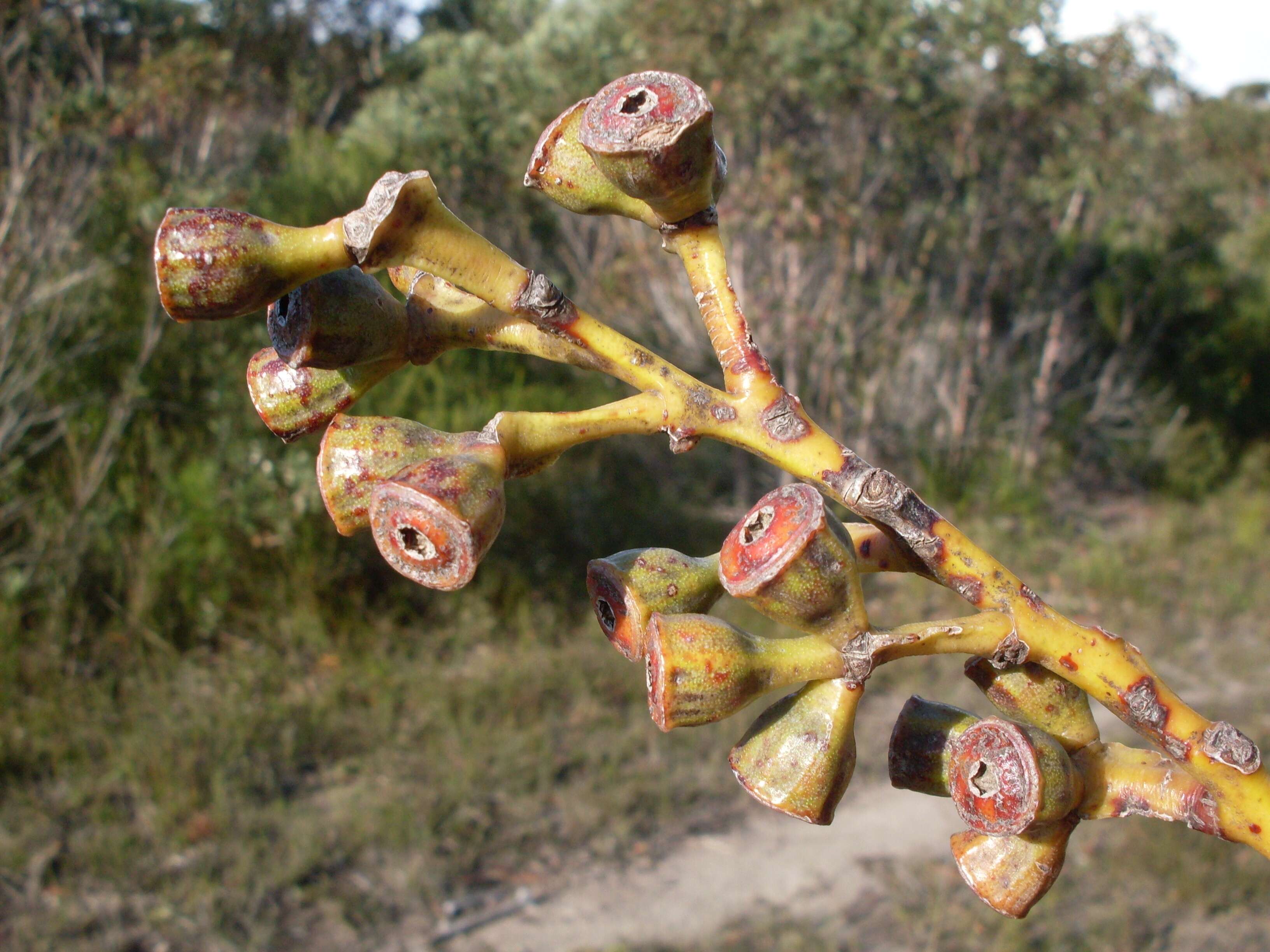 Image of yellow-top mallee-ash