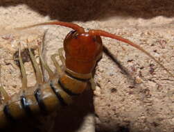 Image of Chilopoda