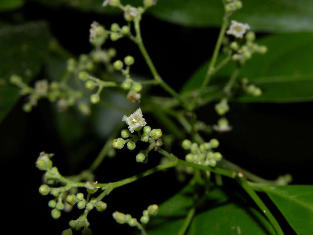 Plancia ëd Crossopetalum parviflorum (Hemsl.) Lundell