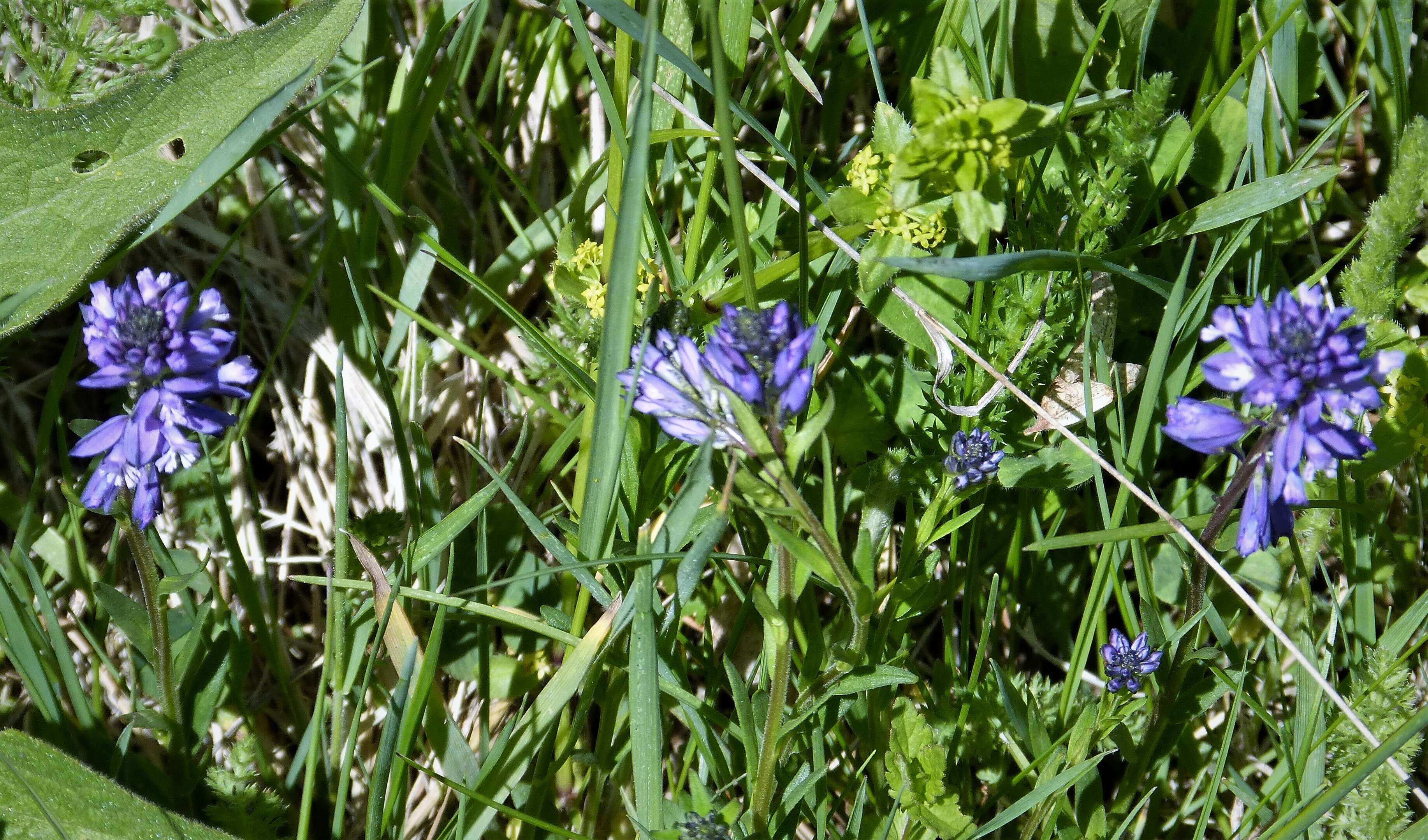 Image of Polygala anatolica Boiss. & Heldr.