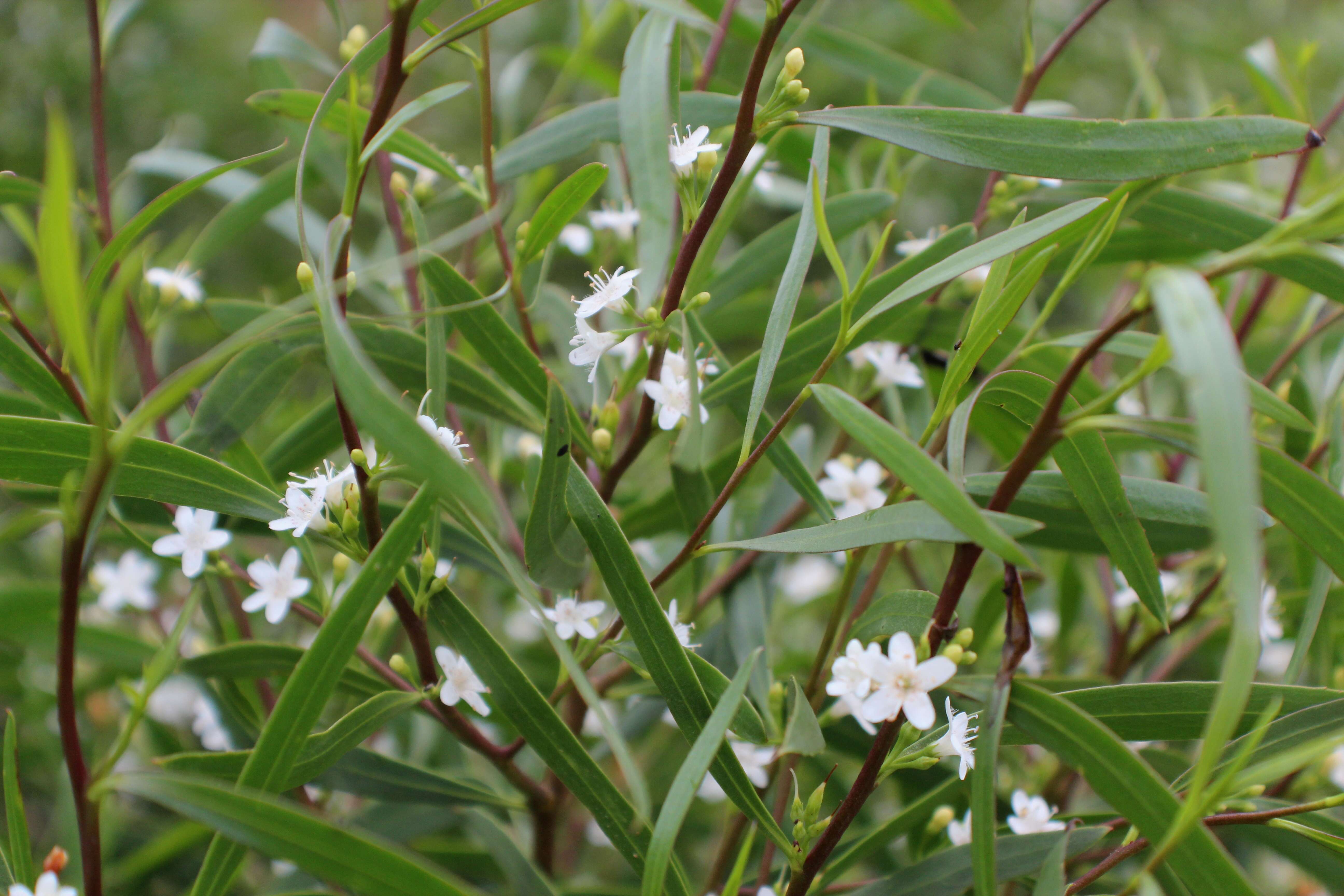 Image of Myoporum tenuifolium G. Forster