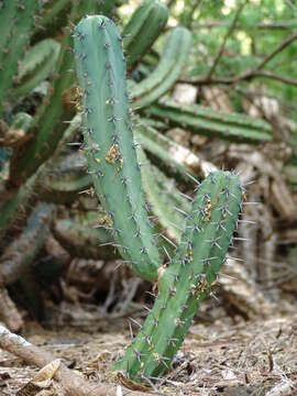 Image of Myrtillocactus