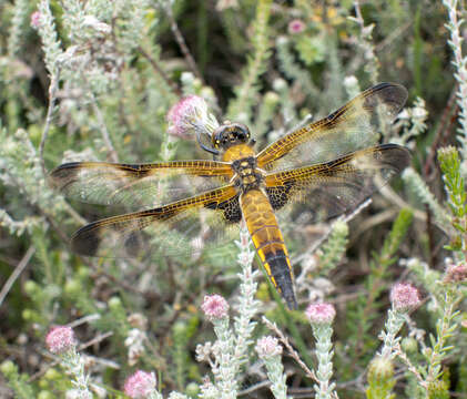 Image of Four-spotted Chaser