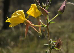 Imagem de Oenothera glazioviana M. Micheli