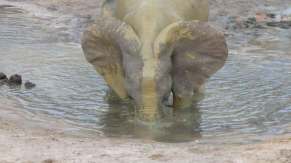 Image of African forest elephant