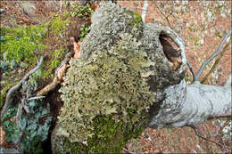 Image of lung lichen