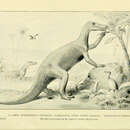 Image of Claosaurus Marsh 1890