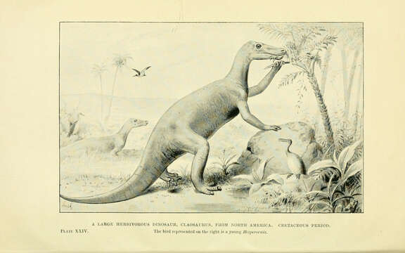 Image of Hadrosauroidea