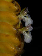 Image of rattlesnake plant