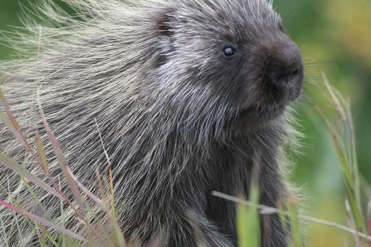 Image of North American porcupine