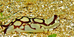 Image of Headshield slugs