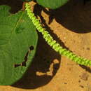 Coccoloba alnifolia Casar. resmi