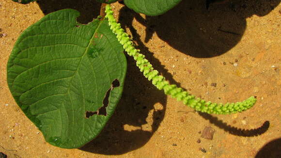 Image of Coccoloba alnifolia Casar.