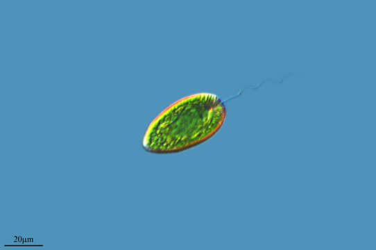 Image of Gonyostomum semen