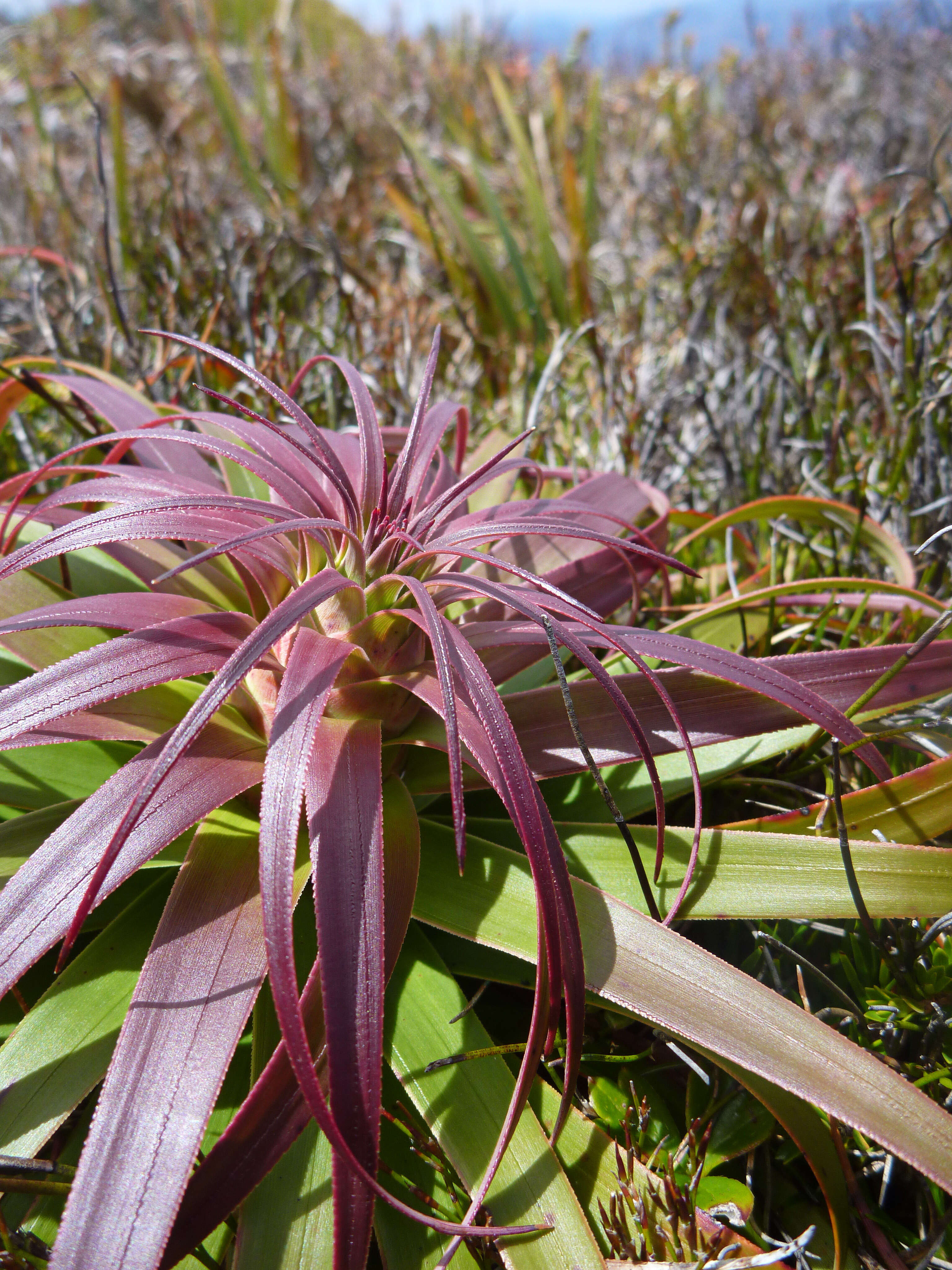 Image of Richea alpina Y. Menadue