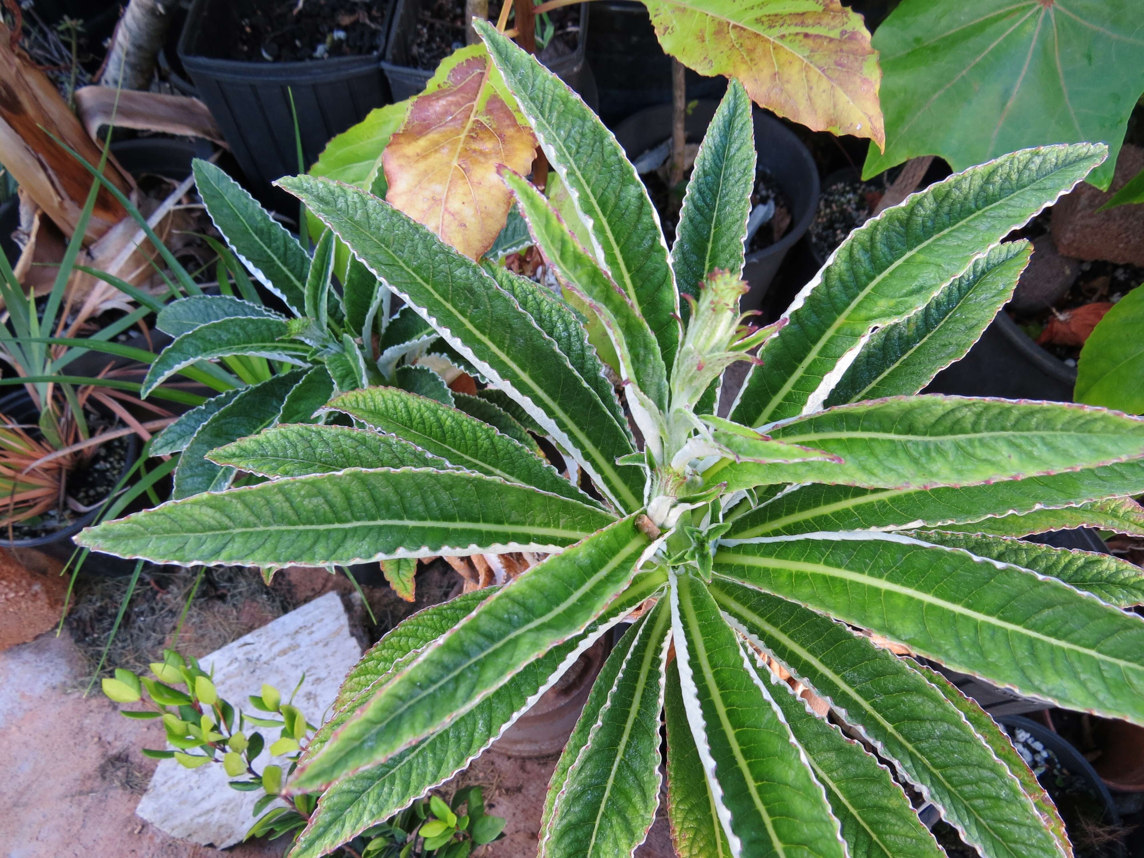 Image de Lobelia hypoleuca Hillebr.