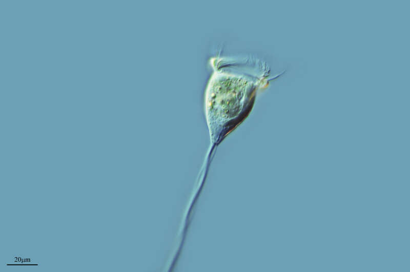 Image of Vorticella campanula