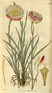 Слика од Leucochrysum albicans (A. Cunn.) P. G. Wilson