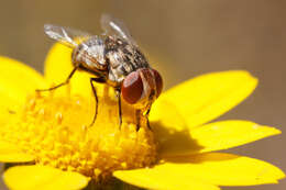 Image of flesh flies