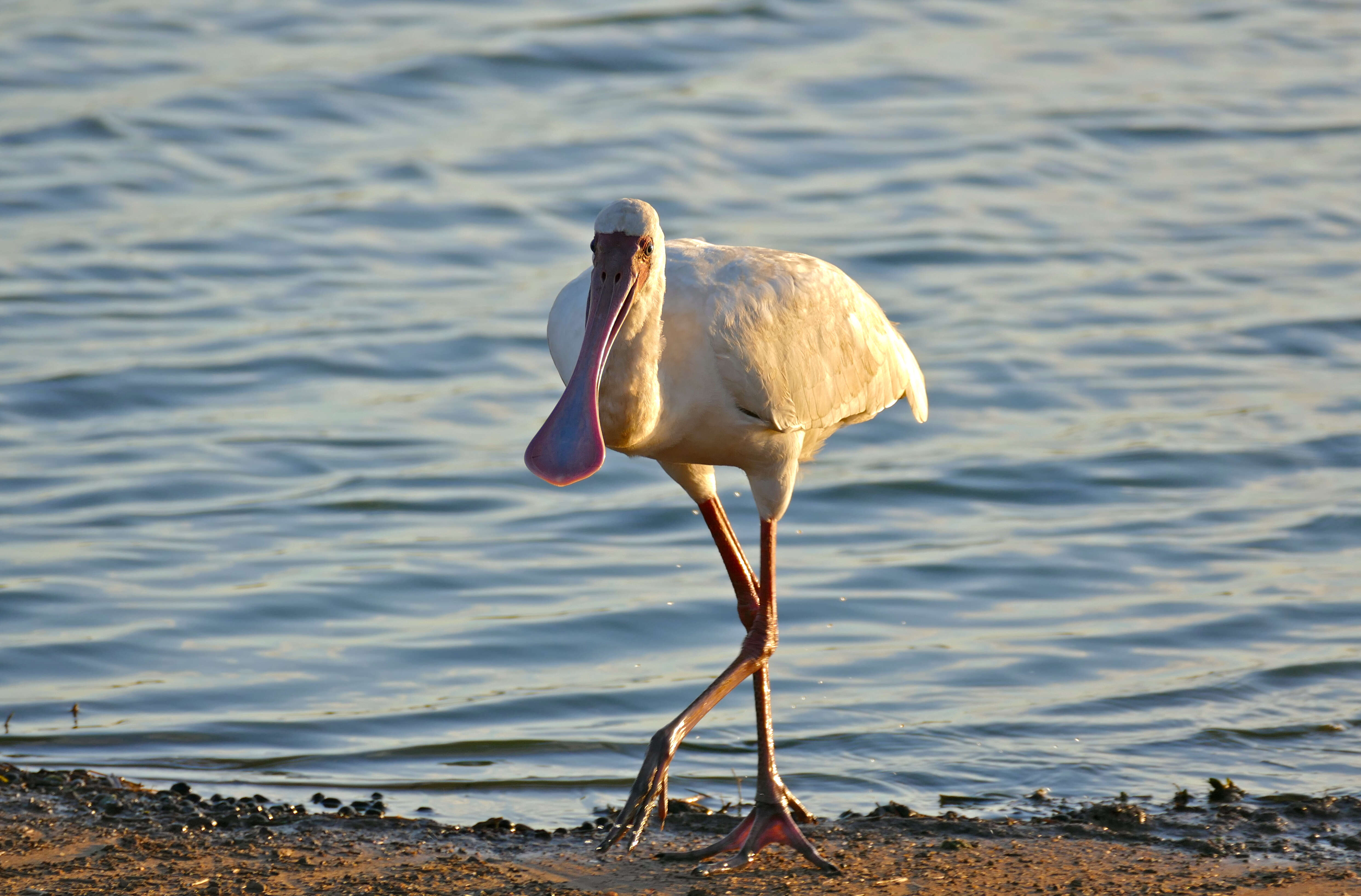 Image of Platalea Linnaeus 1758