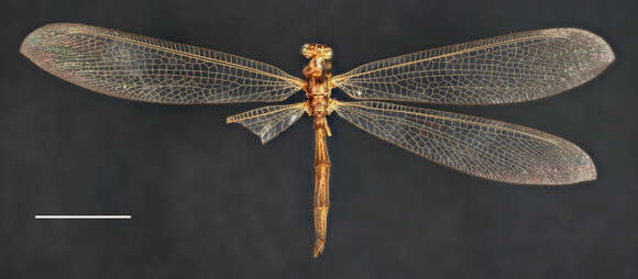 Image of Antlion