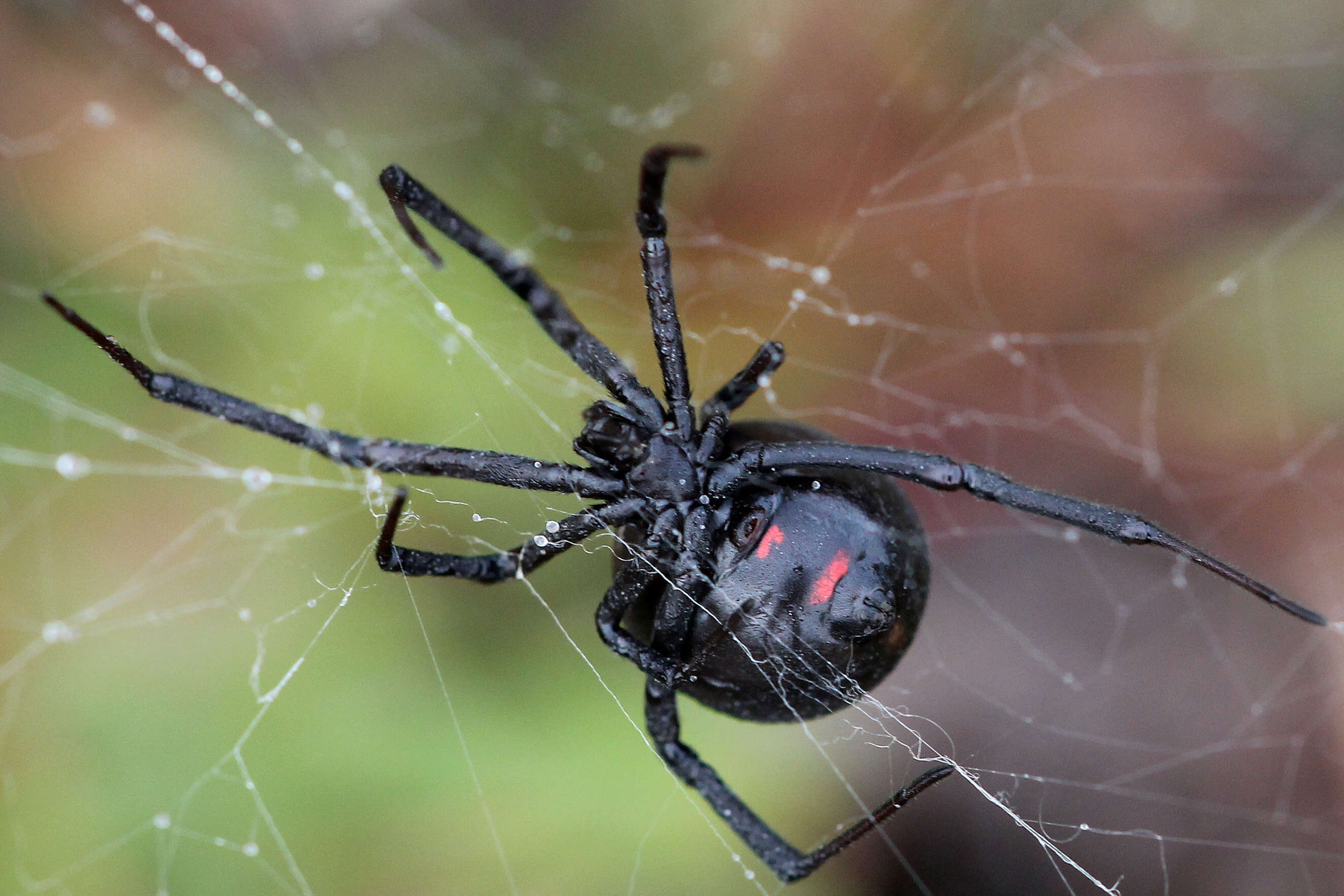 Image of Latrodectus