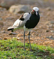 Image of Blacksmith Lapwing