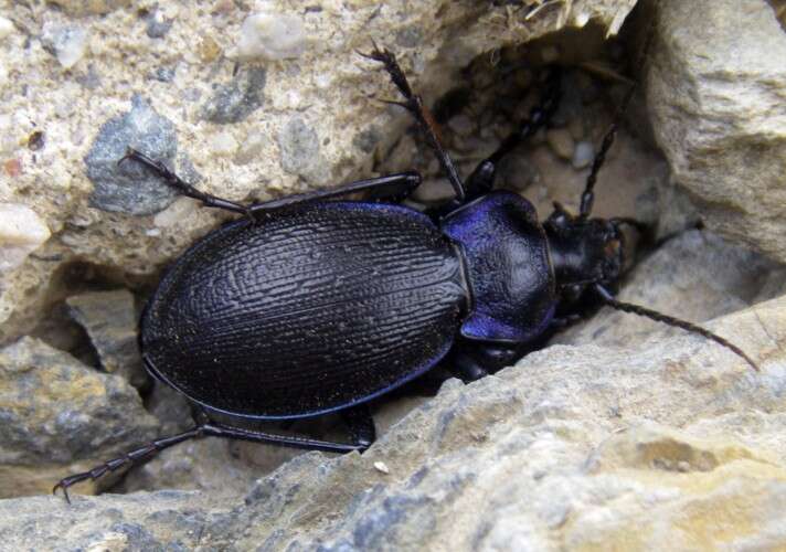 Image of true ground beetle genus