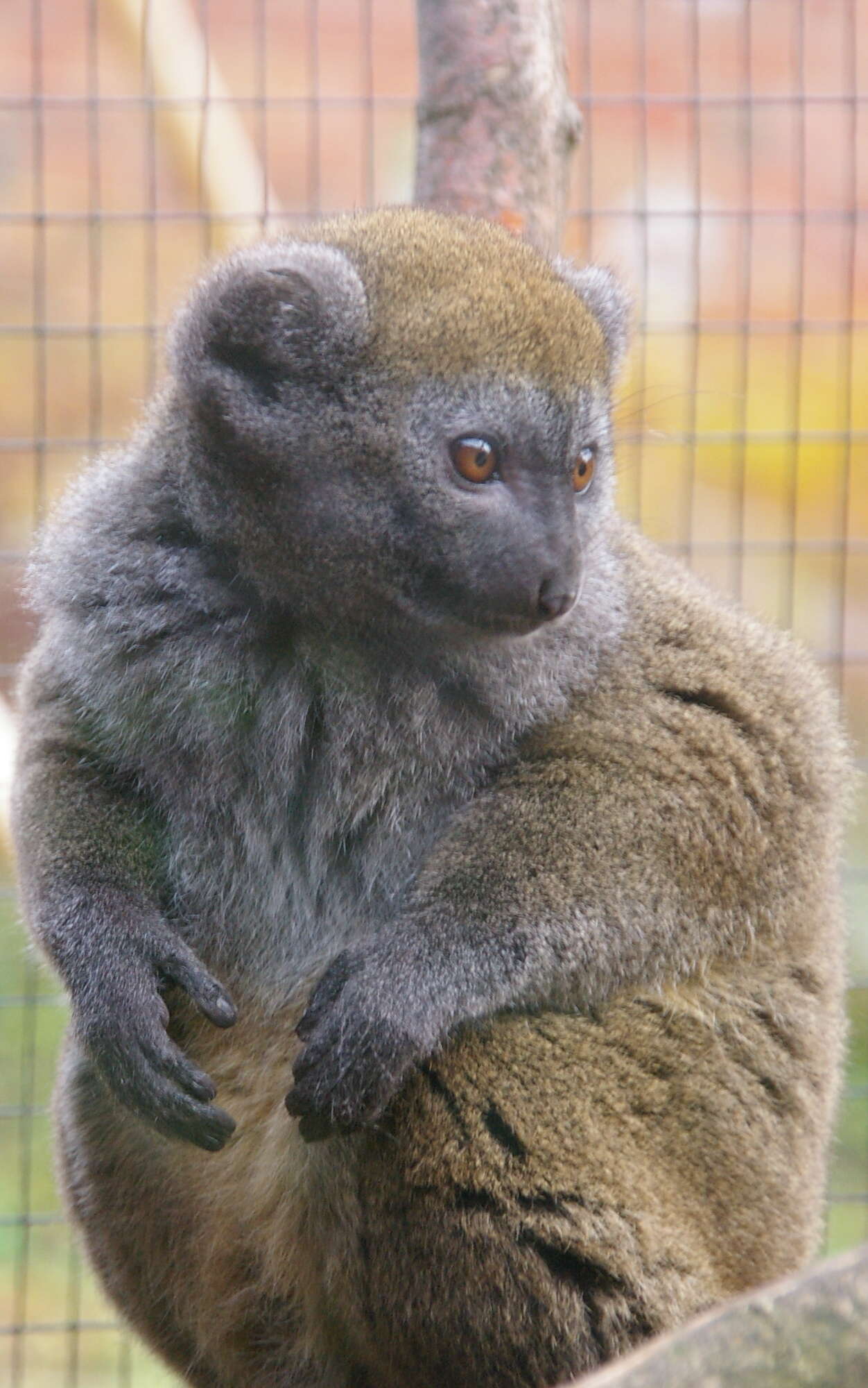 Image of Alaotra Reed Lemur