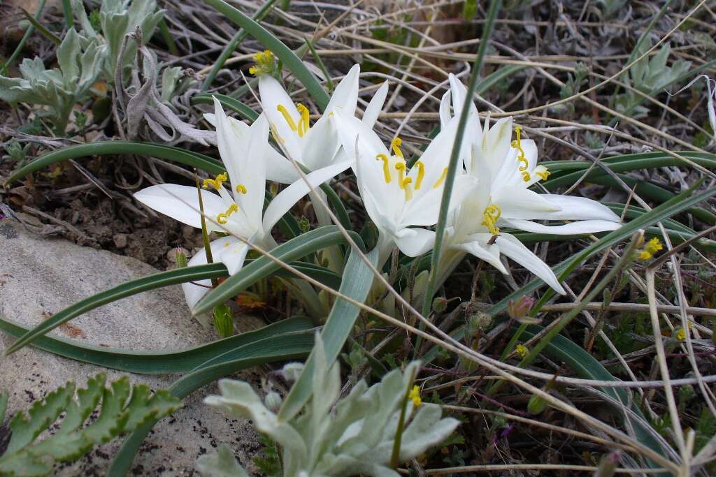 Image of starlily