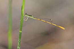 Image of forktail