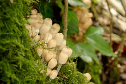 Image of Coprinellus