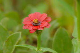 Image of Zinnia peruviana