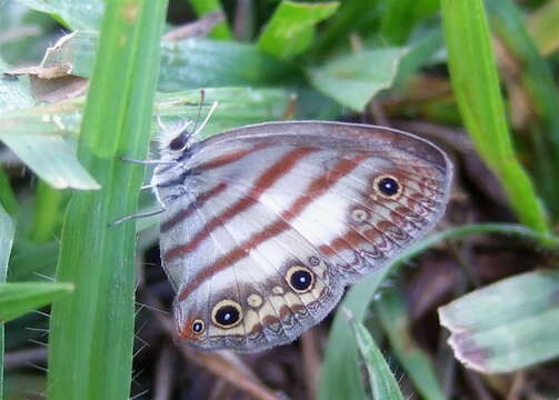 Image of Euptychia