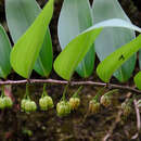 Polygonatum punctatum Royle ex Kunth resmi