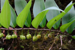 Слика од Polygonatum punctatum Royle ex Kunth