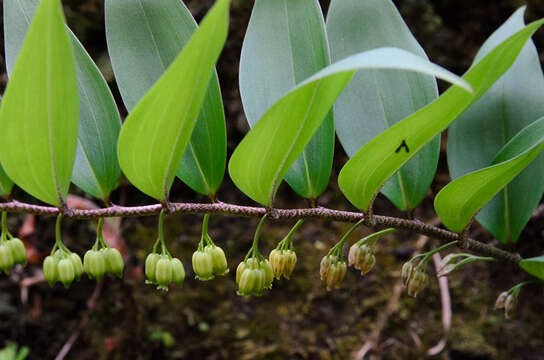 Polygonatum punctatum Royle ex Kunth resmi