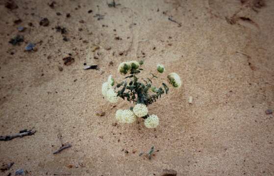 Image of Pimelea floribunda Meissn.