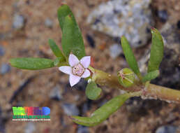 Image of sea purslane