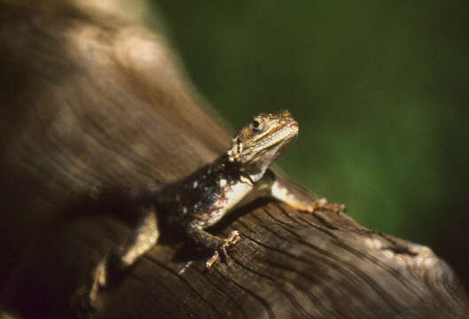 Image of Scortecci's Agama