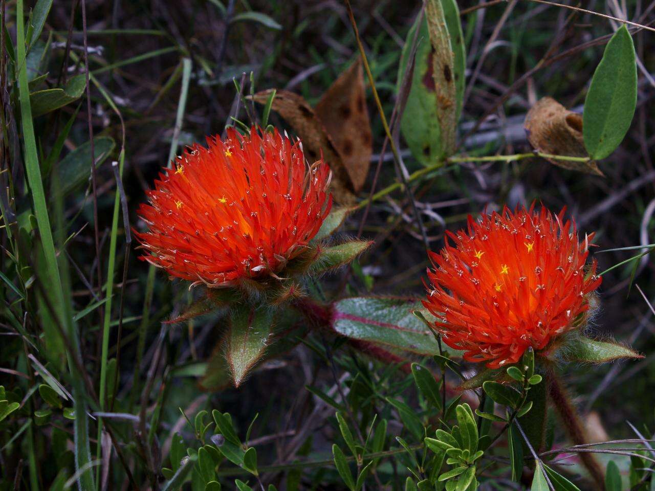 Image of globe amaranth