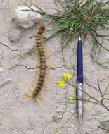 Image of Mediterranean banded centipede