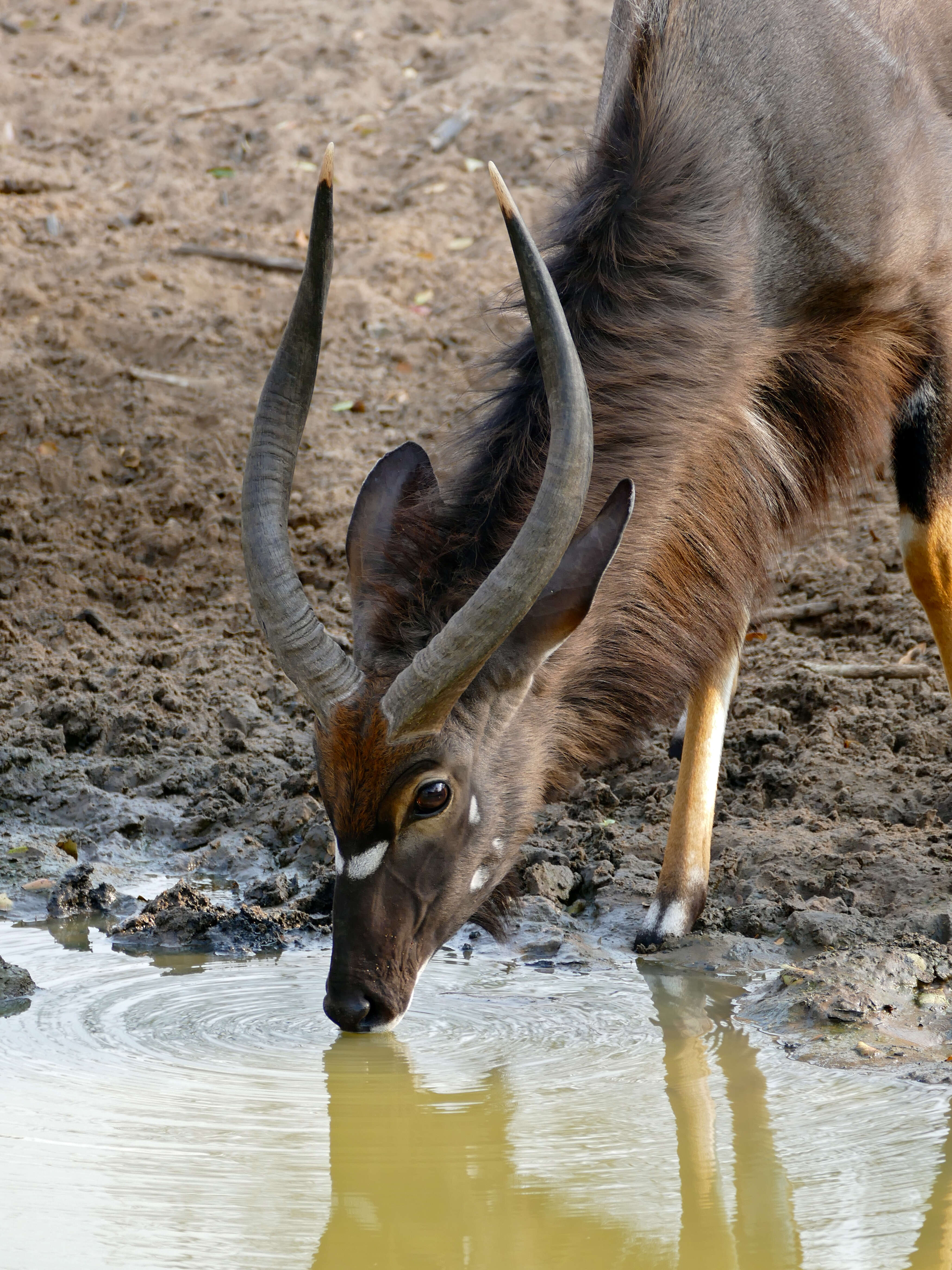 Image of Nyala