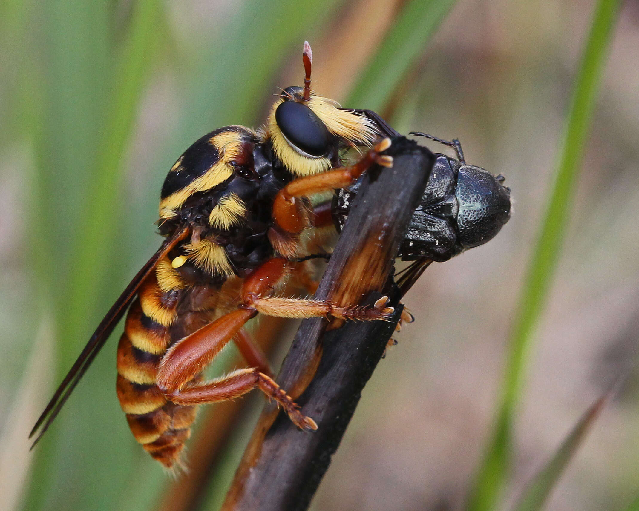 Image of Bee-like Robber Flies