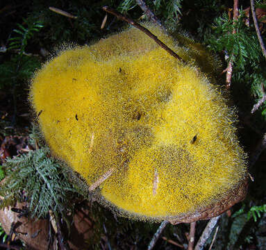 Image of Hypomyces chrysospermus Tul. & C. Tul. 1860