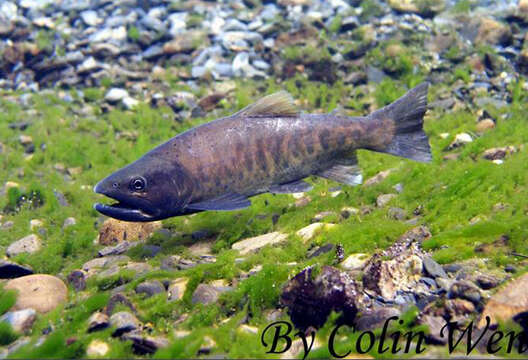 Sivun Oncorhynchus formosanus (Jordan & Oshima 1919) kuva